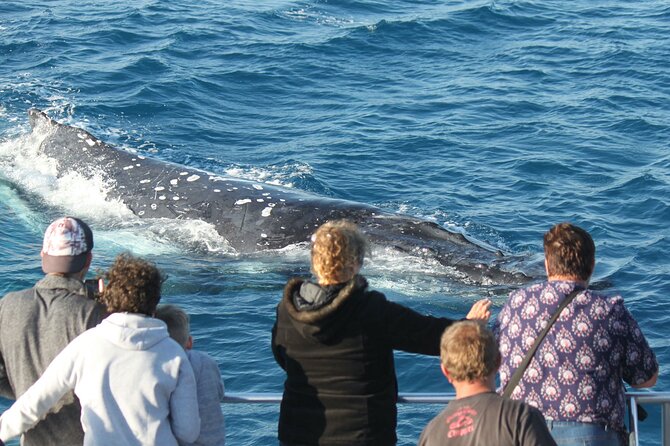World class Whale Watching from Hervey Bay - Is the $86.07 price good value?