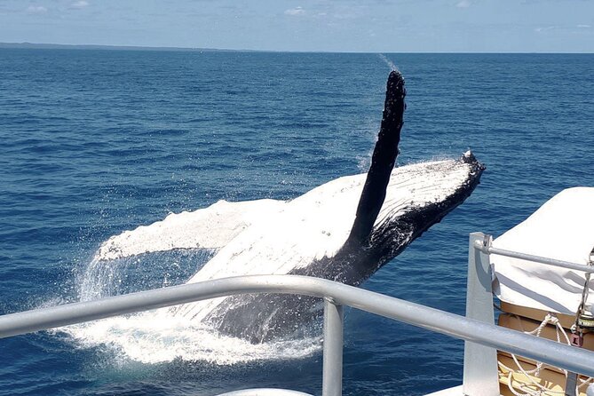 World class Whale Watching from Hervey Bay - Boarding the 20-metre MV Amaroo