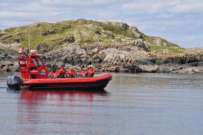 Zodiac Boat Whale and Wildlife 4-Hour Tour from Campbell River - Four Hours Around Campbell River by Zodiac