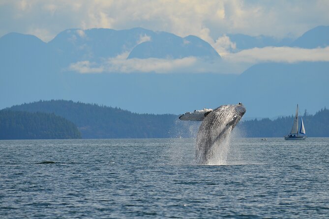 Zodiac Boat Whale and Wildlife 4-Hour Tour from Campbell River - Why the Small Group of 12 Matters