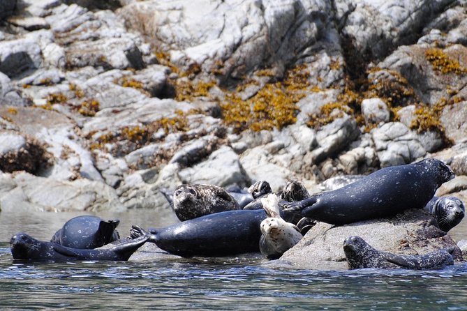 Zodiac Boat Whale and Wildlife 4-Hour Tour from Campbell River - Cape Mudge Lighthouse on Quadra Island