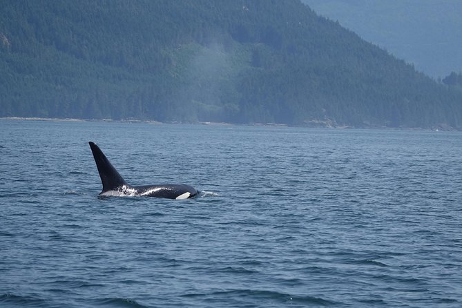 Zodiac Boat Whale and Wildlife 4-Hour Tour from Campbell River - Who Will Enjoy This Tour Most