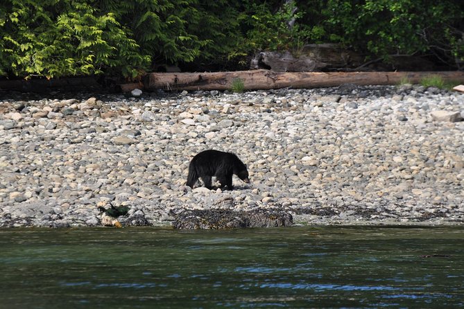Zodiac Boat Whale and Wildlife 4-Hour Tour from Campbell River - Grizzly Bears, Sea Lions, and Other Wildlife