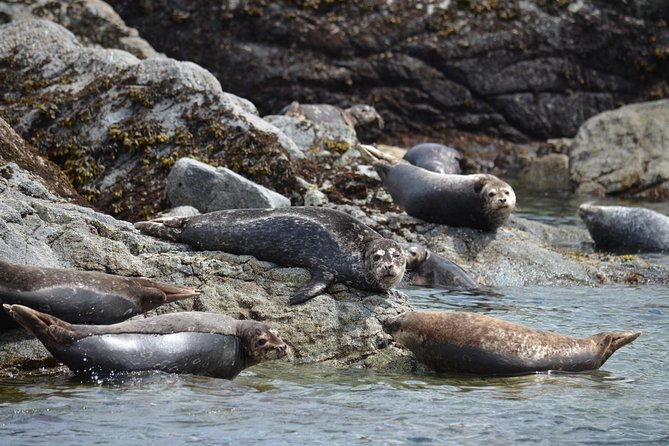 Zodiac Boat Whale and Wildlife 6-Hour Tour from Campbell River - Setting out from Campbell River at 9:00 a.m.