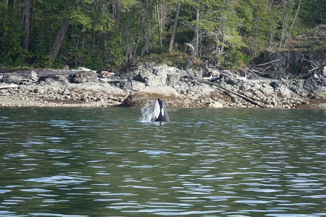 Zodiac Boat Whale and Wildlife 6-Hour Tour from Campbell River - Is the $251.72 price good value?