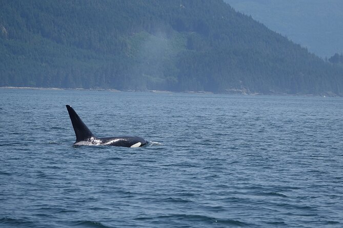 Zodiac Boat Whale and Wildlife 6-Hour Tour from Campbell River - Who will enjoy this six-hour trip most?