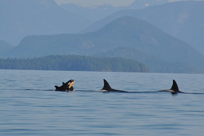 Zodiac Boat Whale and Wildlife 6-Hour Tour from Campbell River - Wildlife watching around Vancouver Island