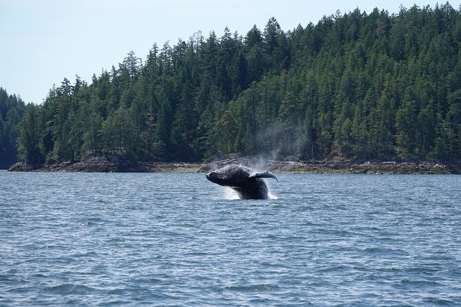 Zodiac Boat Whale and Wildlife 7-8-Hour Tour from Campbell River - Key points to know before booking