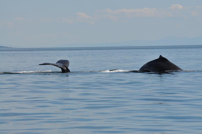 Zodiac Boat Whale and Wildlife 7-8-Hour Tour from Campbell River - The route can include Cape Mudge and eagle-filled rapids