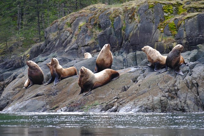 Zodiac Boat Whale and Wildlife 7-8-Hour Tour from Campbell River - Who should book this Zodiac tour?