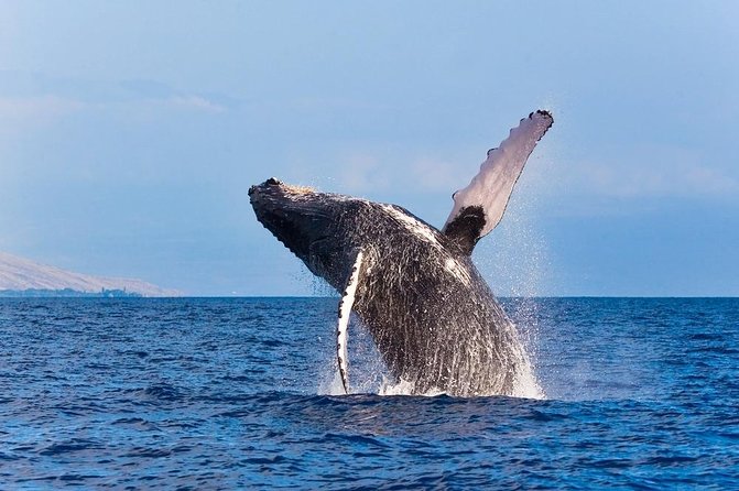 Zodiac Raft Whale Watching Adventure - A fast start from the Kailua-Kona coast