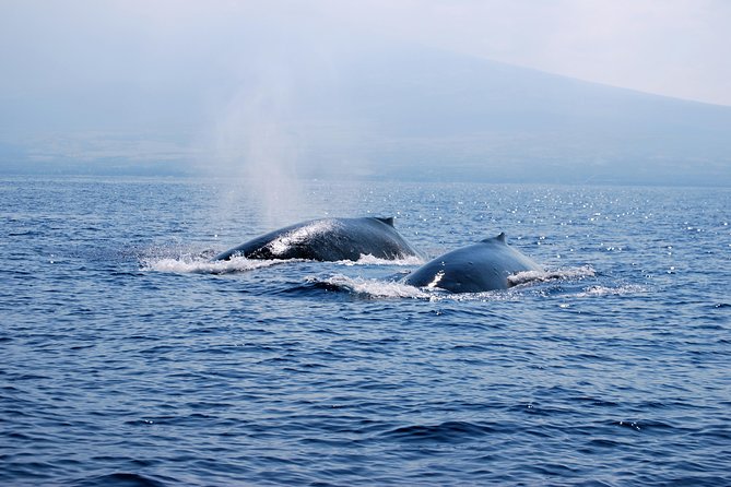 Zodiac Raft Whale Watching Adventure - Hearing whales through the hydrophone