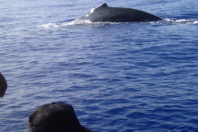 Zodiac Raft Whale Watching Adventure - The crew makes a real difference