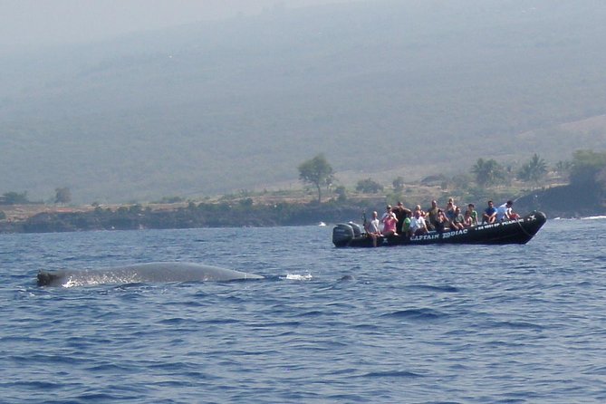 Zodiac Raft Whale Watching Adventure - Is $113.82 a good value?