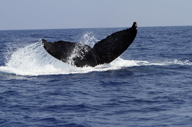 Zodiac Raft Whale Watching Adventure - Searching for winter humpbacks