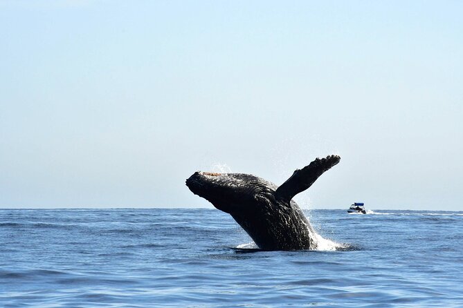 ZODIAC Whale Watch Tour | Cabo San Lucas | Biologist | FREE Pics - Leaving the marina for El Arco