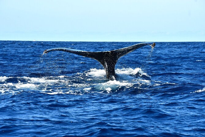 ZODIAC Whale Watch Tour | Cabo San Lucas | Biologist | FREE Pics - Searching for humpbacks on a fast Zodiac