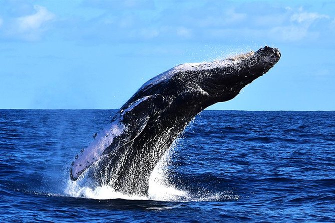 ZODIAC Whale Watch Tour | Cabo San Lucas | Biologist | FREE Pics - Listening to whales with the hydrophone