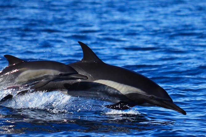 ZODIAC Whale Watch Tour | Cabo San Lucas | Biologist | FREE Pics - Dolphins, turtles, rays, and other Cabo wildlife