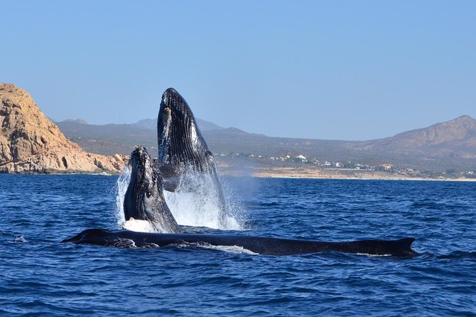 ZODIAC Whale Watch Tour | Cabo San Lucas | Biologist | FREE Pics - Free photos are a real part of the value