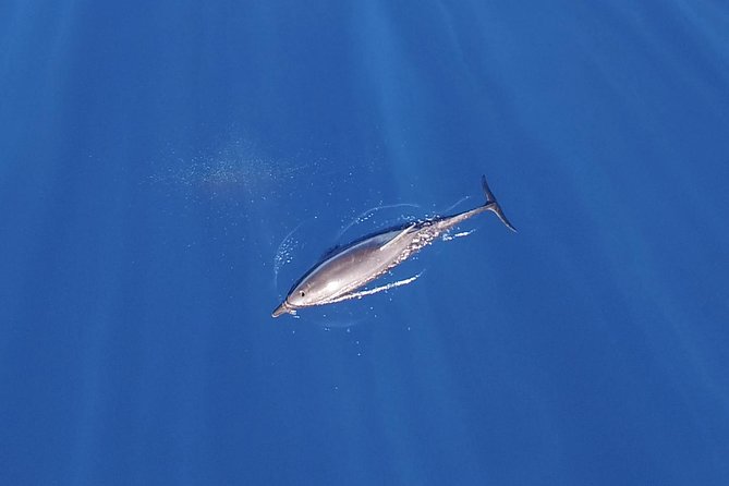 ZODIAC Whale Watch Tour | Cabo San Lucas | Biologist | FREE Pics - Playa de los Amantes and Pelican Rock
